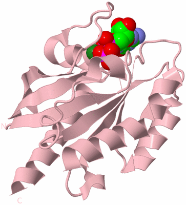 Image Biological Unit 3