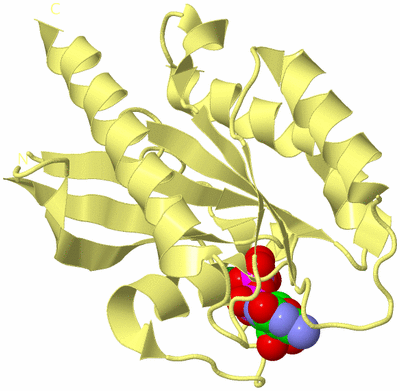 Image Biological Unit 4
