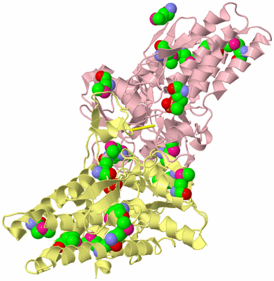 Image Biological Unit 2