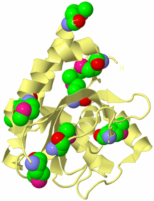 Image Biological Unit 4