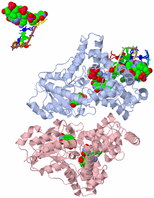 Image Biological Unit 1