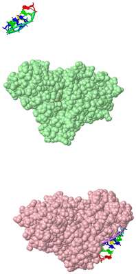 Image Biological Unit 3