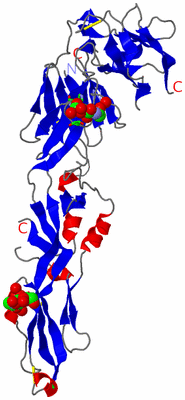 Image Asym. Unit - sites