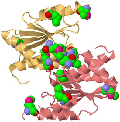 Image Biological Unit 4