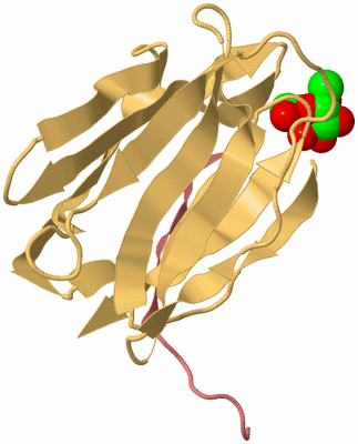 Image Biological Unit 4