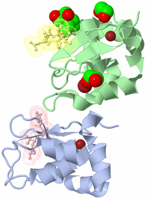 Image Biological Unit 4