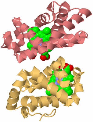 Image Biological Unit 4