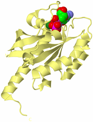 Image Biological Unit 4