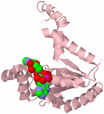 Image Biological Unit 3