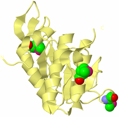 Image Biological Unit 4