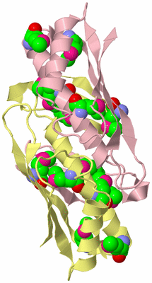 Image Biological Unit 2