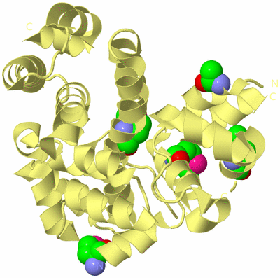 Image Biological Unit 4