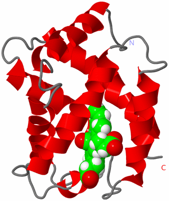 Image NMR Structure - model 1