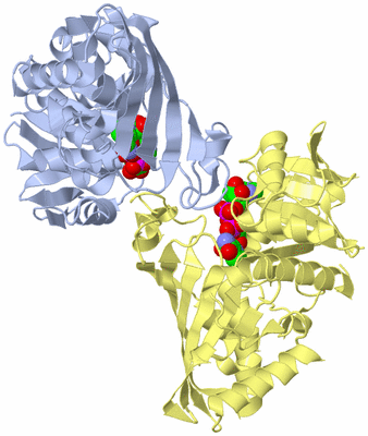 Image Biological Unit 4