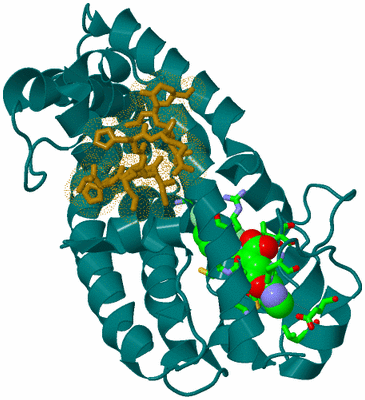 Image Asym./Biol. Unit - sites