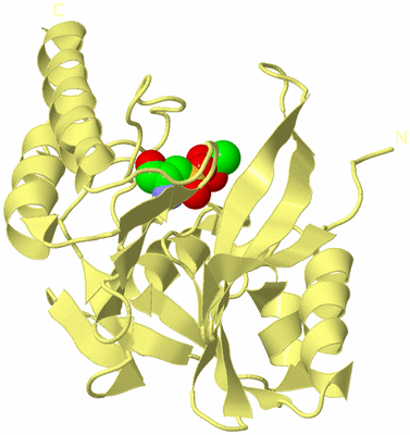 Image Biological Unit 4