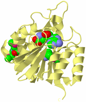 Image Biological Unit 4