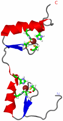 Image NMR Structure - model 1, sites