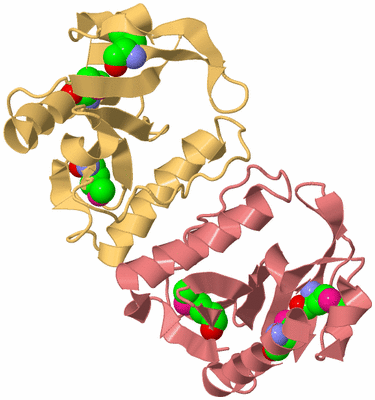 Image Biological Unit 12