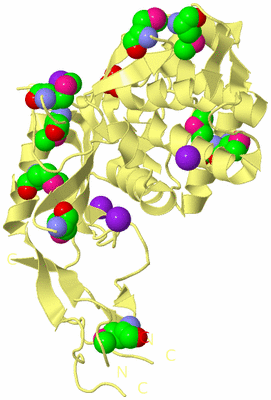 Image Biological Unit 4