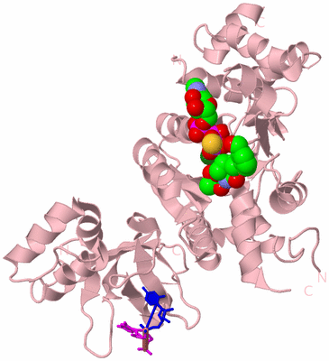 Image Biological Unit 3