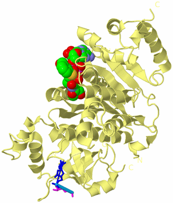 Image Biological Unit 4