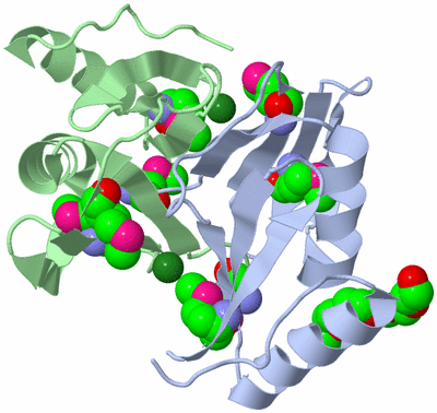 Image Biological Unit 2