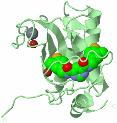 Image Biological Unit 2