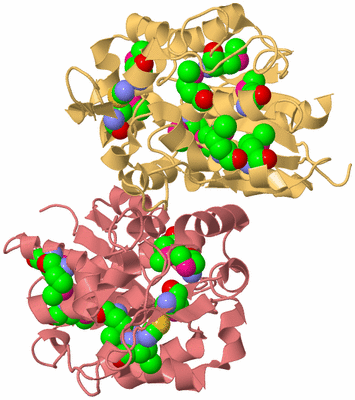 Image Biological Unit 4
