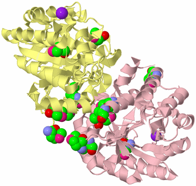 Image Biological Unit 2