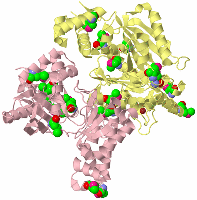 Image Biological Unit 2