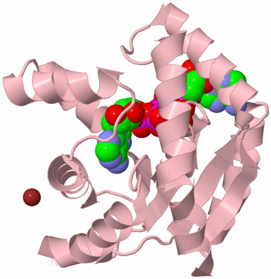 Image Biological Unit 3