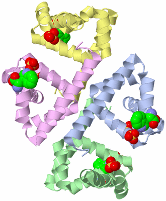 Image Biological Unit 4