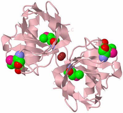 Image Biological Unit 4