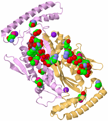 Image Biological Unit 4