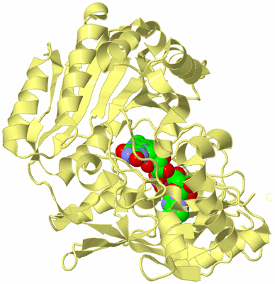 Image Biological Unit 4