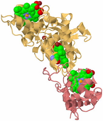 Image Biological Unit 4