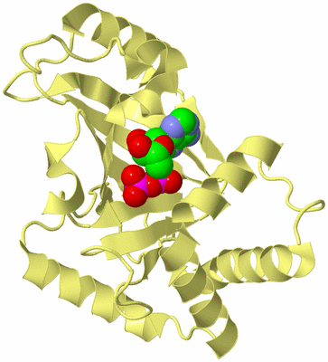 Image Biological Unit 4