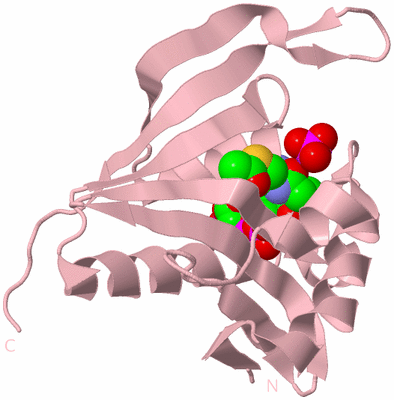 Image Biological Unit 3