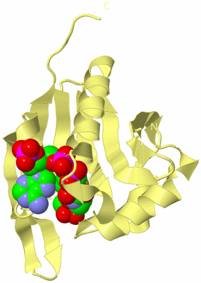 Image Biological Unit 4