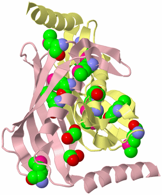 Image Biological Unit 2