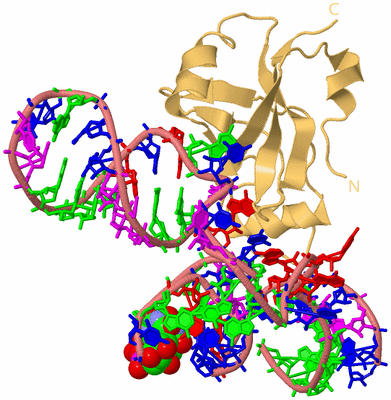 Image Biological Unit 4