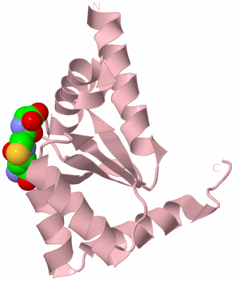 Image Biological Unit 4