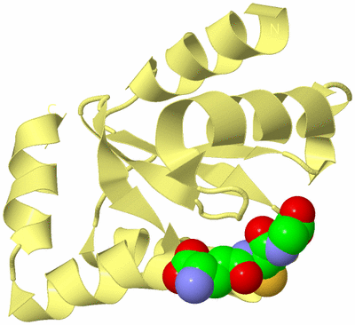 Image Biological Unit 5