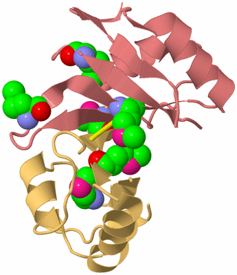 Image Biological Unit 4