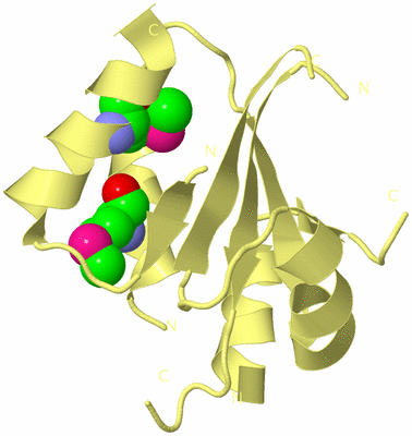 Image Biological Unit 4