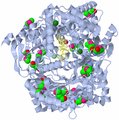 Image Biological Unit 1