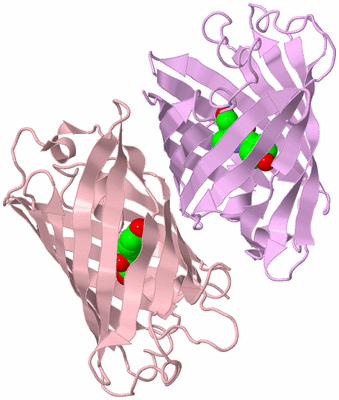 Image Biological Unit 2