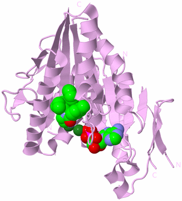 Image Biological Unit 4