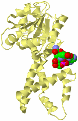 Image Biological Unit 4